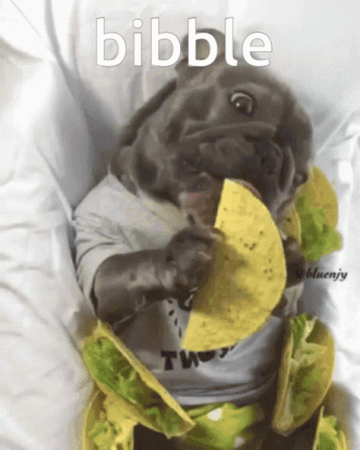 Dog Wearing Bibble Shirt Eating Tacos GIF