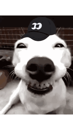 Dog Wearing Black Cap With CC Sticker