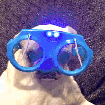 Dog Wearing Blue Glasses With Light GIF
