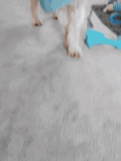 Dog Wearing Blue Whale Collar GIF