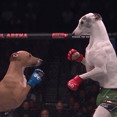 Dog Wearing Boxing Gloves With Number 30 GIF