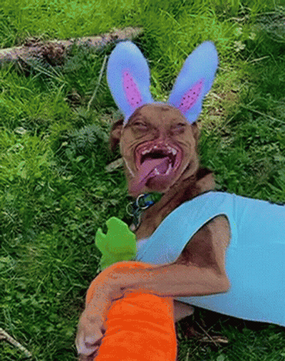Dog Wearing Bunny Ears Holding Carrot GIF