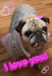 Dog Wearing Clothes I Love You GIF