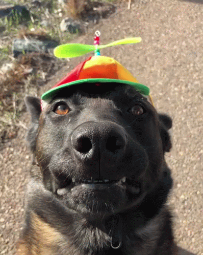 Dog Wearing Colorful Propeller Hat GIF