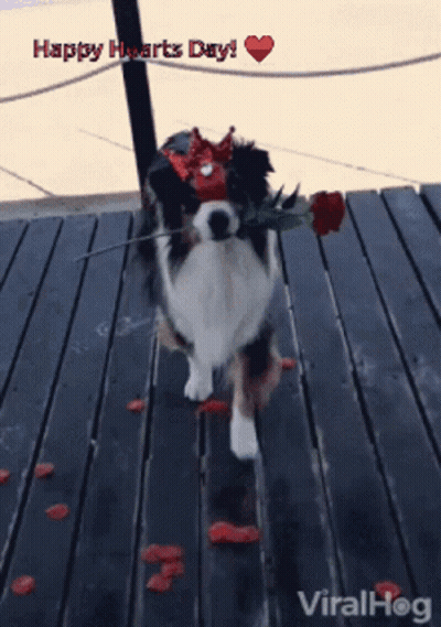 Dog Wearing Crown Holding Rose Happy Hearts Day GIF