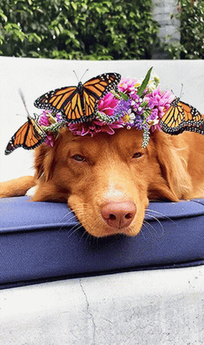 Dog Wearing Flower And Butterfly Crown GIF
