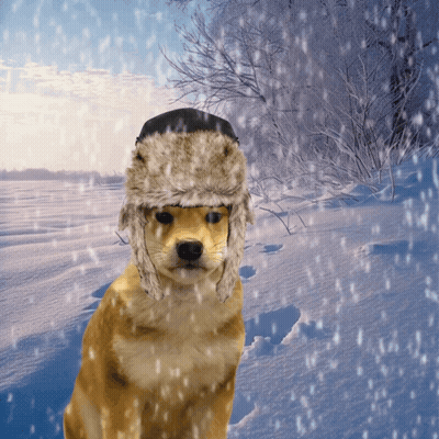 Dog Wearing Furry Hat In Snow GIF