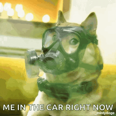Dog Wearing Gas Mask Me In Car GIF
