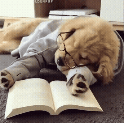 Dog Wearing Glasses And Hoodie Sleeping Reading Book GIF