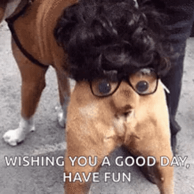 Dog Wearing Glasses And Wig GIF