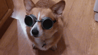 Dog Wearing Goggles Sitting On Wooden Floor GIF
