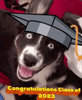 Dog Wearing Graduation Cap Congratulations Class Of 2023 GIF