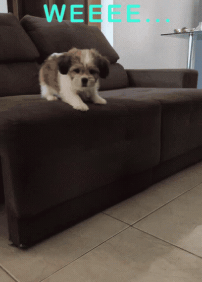 Dog Wearing Headphones Jammin GIF