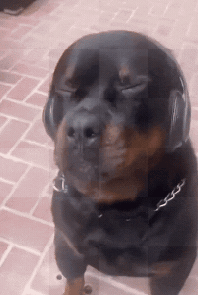 Dog Wearing Headphones Looks At Camera GIF