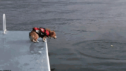 Dog Wearing Life Jacket Jump In The Water  GIF
