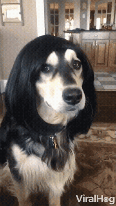 Dog Wearing Long Black Wig With Viralhog GIF