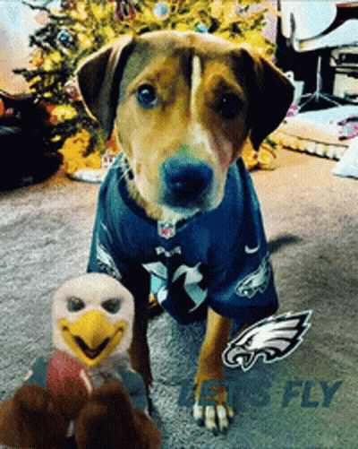 Dog Wearing Philadelphia Eagles Jersey GIF