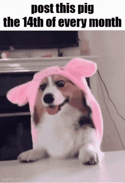 Dog Wearing Pink Bunny Hat Post This Pig The 14Th Of Every Month GIF