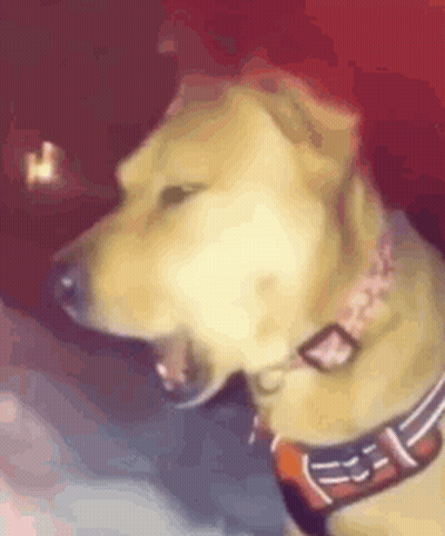 Dog Wearing Pink Collar Yawning GIF