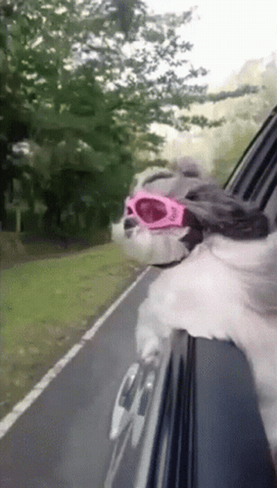 Dog Wearing Pink Sunglasses Sticking Head Out Car Window GIF