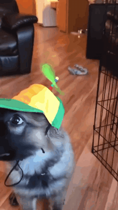 Dog Wearing Propeller Hat