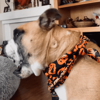 Dog Wearing Pumpkin Bandana GIF