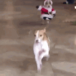 Dog Wearing Santa Outfit GIF