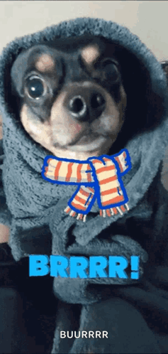 Dog Wearing Scarf And Blanket With Brrrr GIF