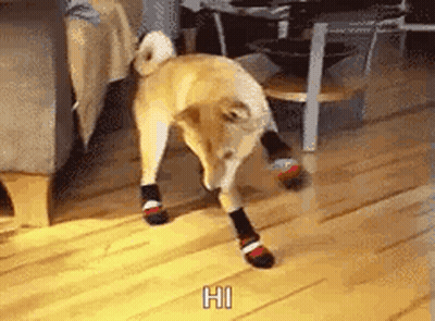 Dog Wearing Socks GIF
