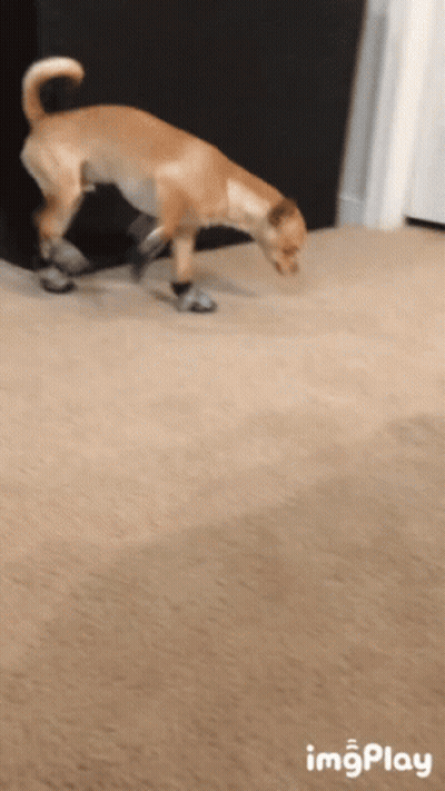 Dog Wearing Socks Sniffing Floor GIF
