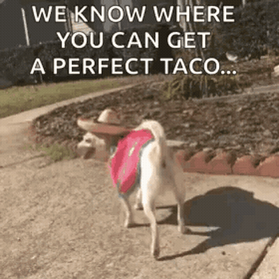Dog Wearing Sombrero And Backpack Walking GIF