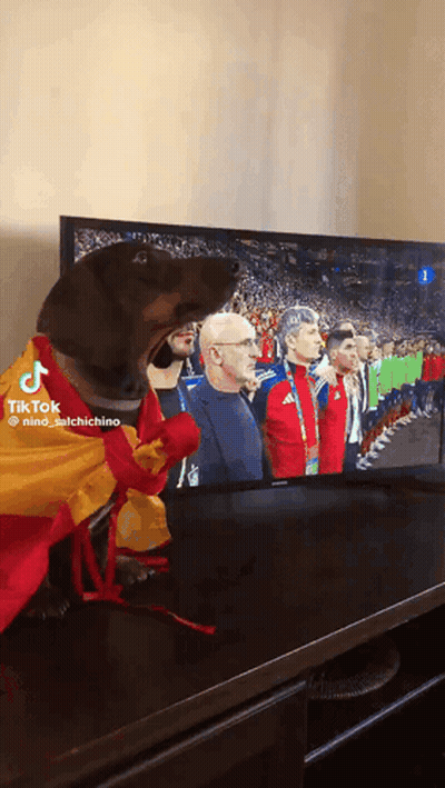 Dog Wearing Spanish Flag Watching Soccer GIF
