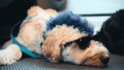 Dog Wearing Sunglasses And Blue Blanket GIF
