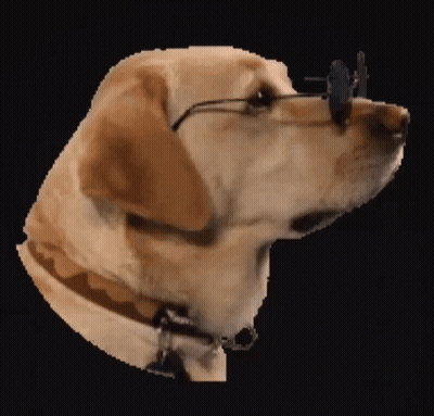 Dog Wearing Sunglasses And Collar GIF