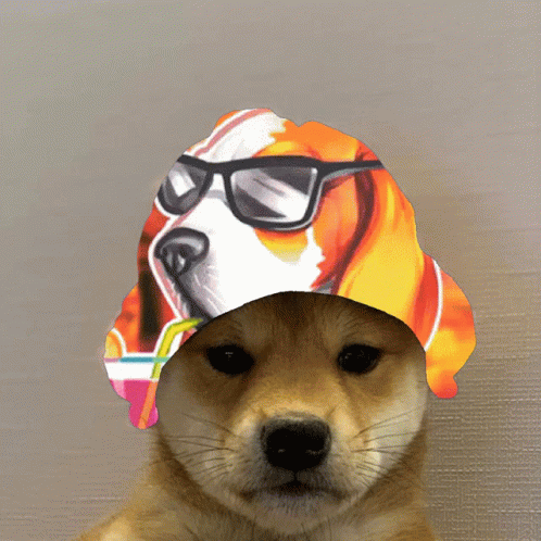 Dog Wearing Sunglasses And Colorful Hat GIF