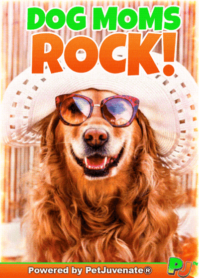 Dog Wearing Sunglasses And Hat Dog Moms Rock GIF