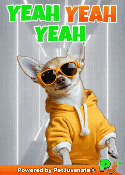 Dog Wearing Sunglasses And Yellow Hoodie Says Yeah Yeah Yeah GIF