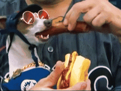 Dog Wearing Sunglasses Eating Hot Dog GIF