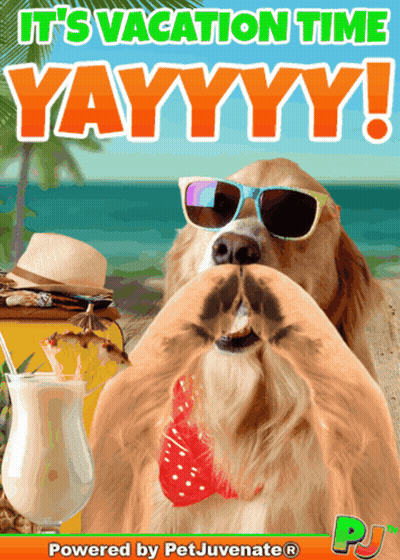 Dog Wearing Sunglasses It's Vacation Time Yayyyy GIF