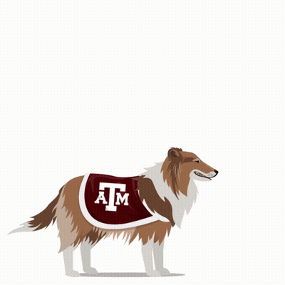 Dog Wearing Texas A&M Athletics Uniform GIF