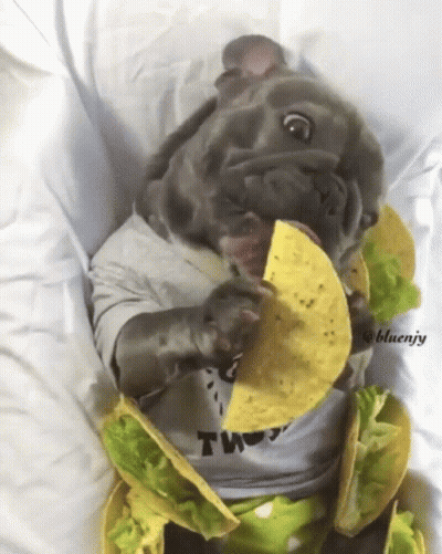 Dog Wearing Thugs T-Shirt Eating Tacos GIF