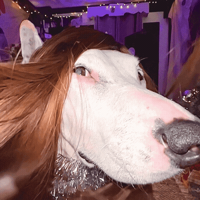 Dog Wearing Wig GIF