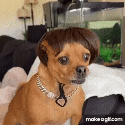 Dog Wearing Wig And Chain GIF