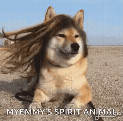 Dog Wearing Wig Lying On Ground GIF