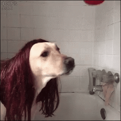 Dog Wearing Wig Taking A Bath GIF