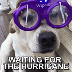 Dog Wearing Wipers Waiting For The Hurricane Meme GIF