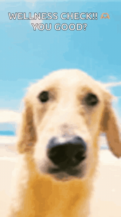 Dog Wellness Check You Good GIF