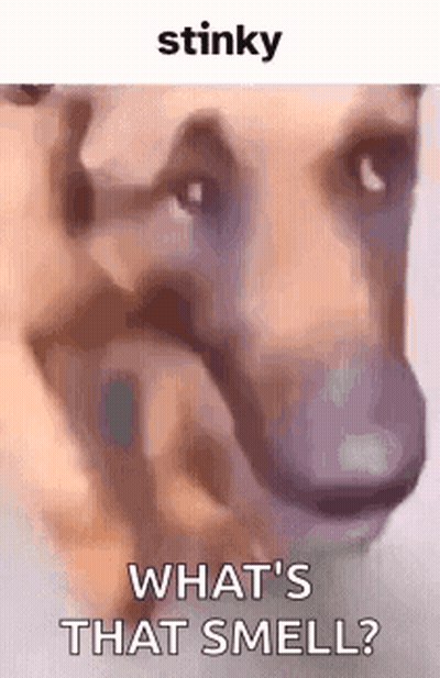 Dog What's That Smell GIF