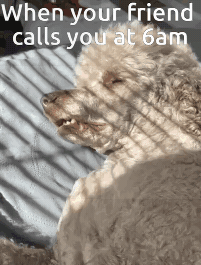 Dog When Your Friend Calls At 6 AM GIF