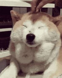 Dog Wide Smile Cute Animal